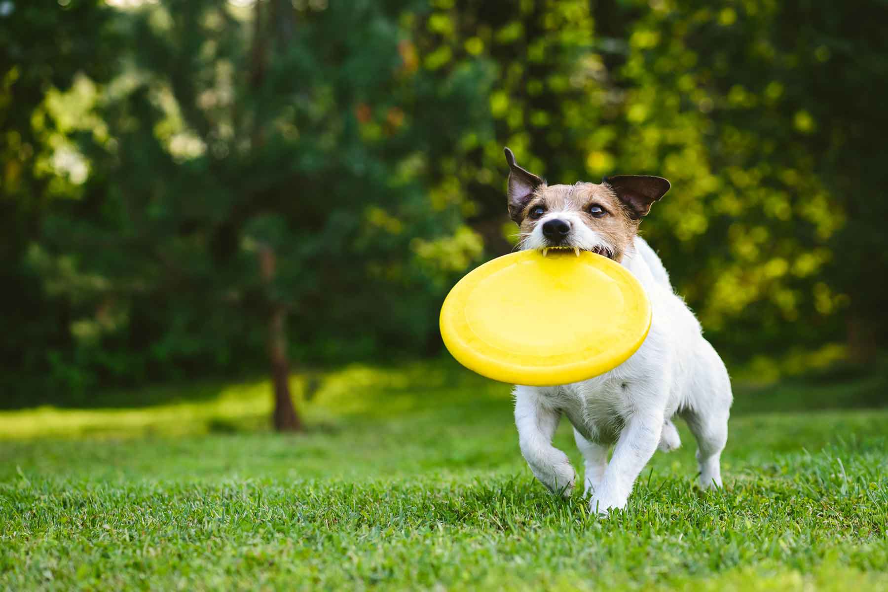 how-much-exercise-does-your-senior-pet-need-adelaidevet