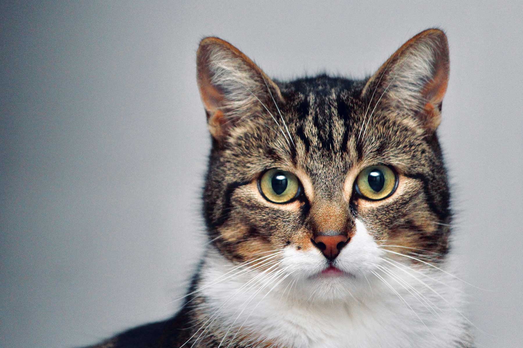 F.I.V. and your cat – Feline Immunodeficiency Virus