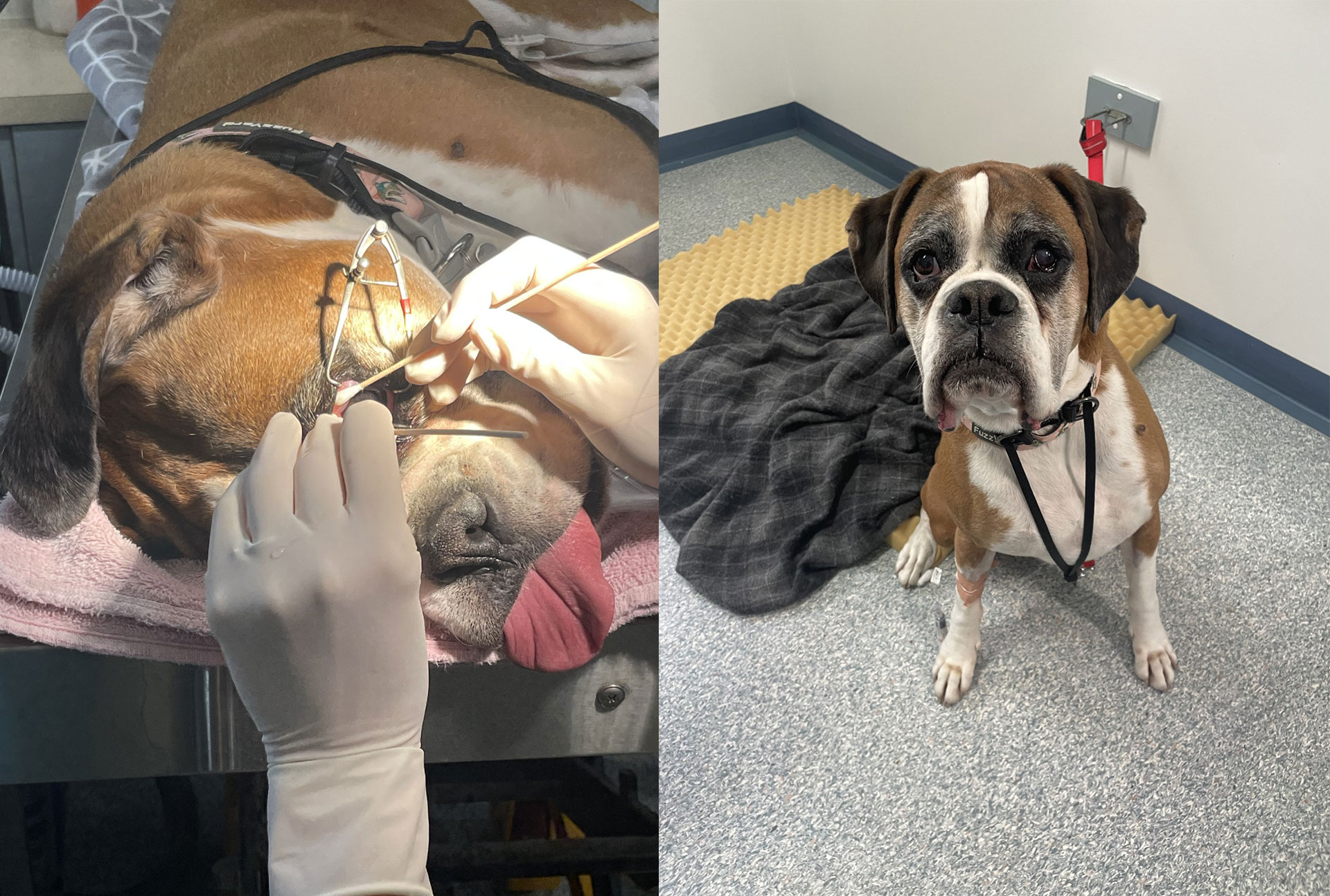 Patient in Focus – Maximus