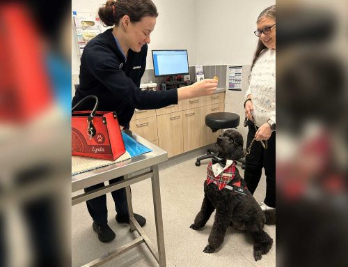 Open Day at AdelaideVet